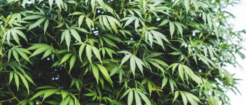 Die Besten Cannabis Indica Sorten Selbst Anbauen