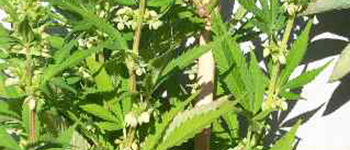 Mannliche oder weibliche Cannabispflanze?
