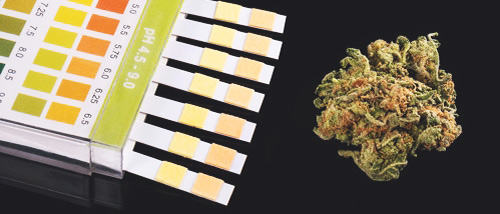 Streben Sie diesen pH-Wert beim Anbau von Cannabis an