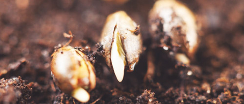 Züchte selbstblühende Samen ohne Risiko