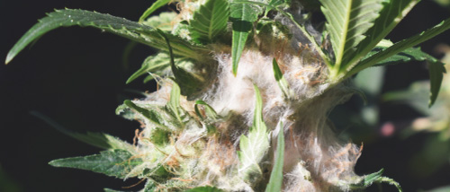 Blütenfäule Hanf - Cannabis Schimmel Erkennen und Verhindern