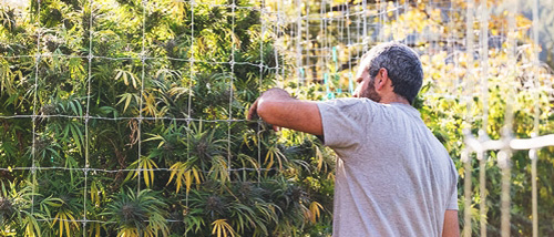Spaliere für mehr Ertrag beim Anbau von Cannabis im Freien