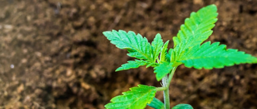 Cannabis Anbau auf Kokos: Hydrokultur