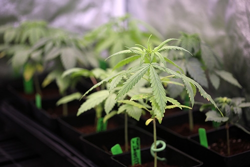 Warum Cannabis nach Vorwachstum den Ertrag steigern kann