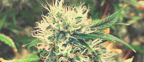 Gras anbauen: Die 6 Cannabissamen-Trends 2022