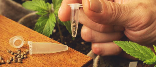 Die 5 besten Cannabissamen für Anbau von Medizinischem Cannabis