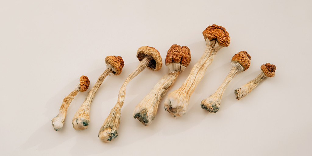 Getrocknete Psilocybe cubensis Pilze.