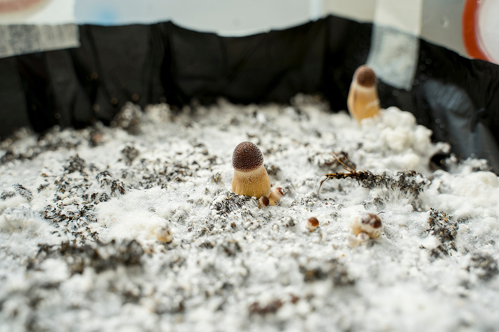 Ein Pilzzuchtset steht kurz davor zu sprießen. Dies ist an den jungen Pilzen und der vollständigen Abdeckung des Bodens mit weißem Myzel zu erkennen.
