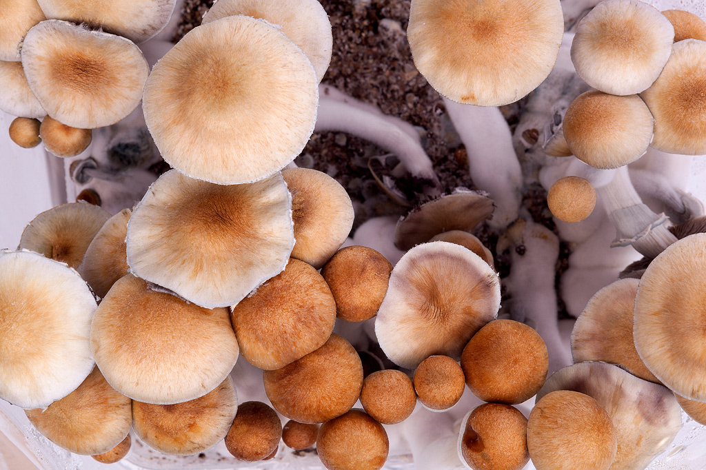 Magic Mushrooms von oben