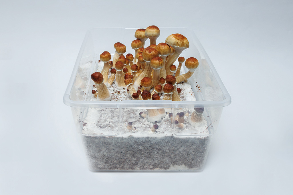 Pilze züchten in einem Monotub