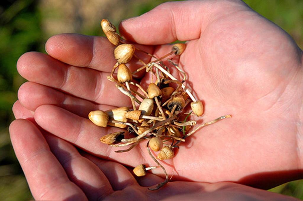 Spitzes Kahnhäubchen - Psilocybe semilanceata