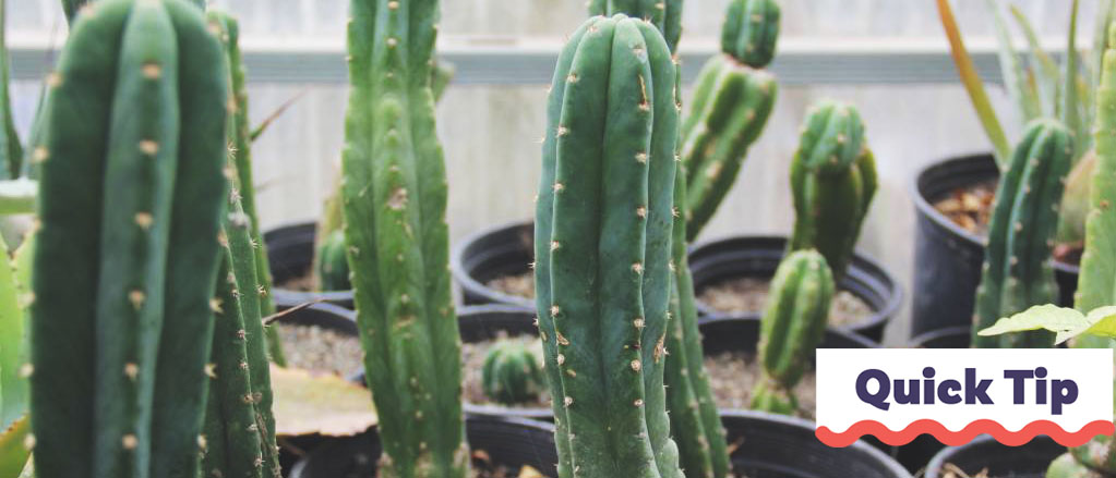 San Pedro Kaktus Stecklinge Schneiden | Quick Tip