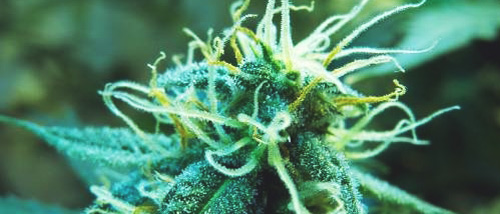7 Tipps für Ihre Weibliche Cannabispflanze in Blüte