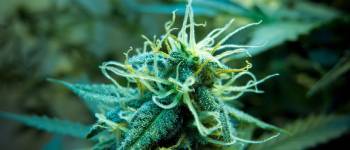 7 Tipps für Ihre Weibliche Cannabispflanze in Blüte