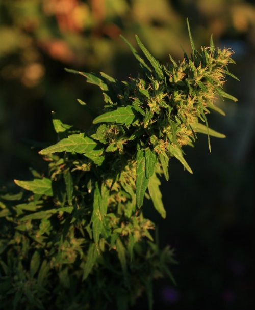 Cannabispflanze Draußen Dutch Headshop