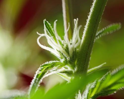 cannabisflanze blute