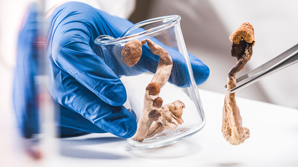 Getrocknete Pilze in einem Becherglas, in einem Labor.