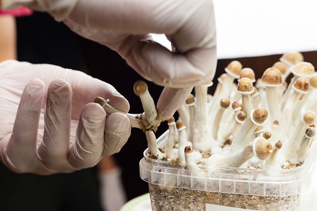 Pilze werden aus einem Pilzzuchtset geerntet.