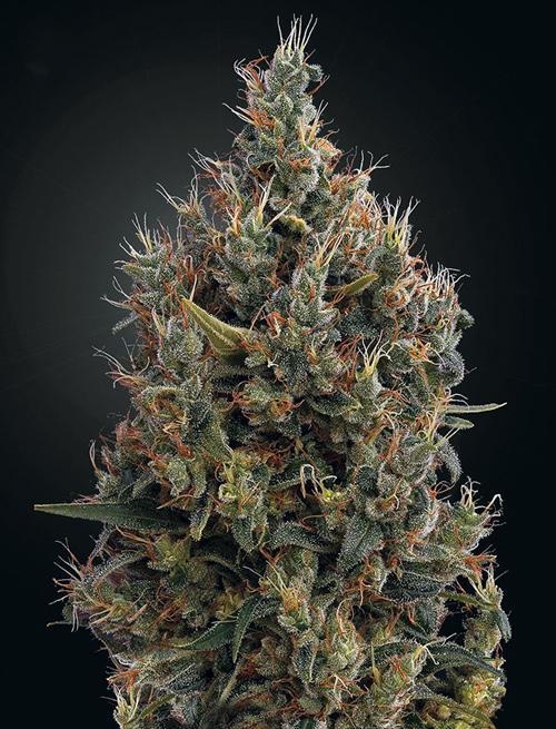 Dichtes Knospen-Weed von Big Bang Auto