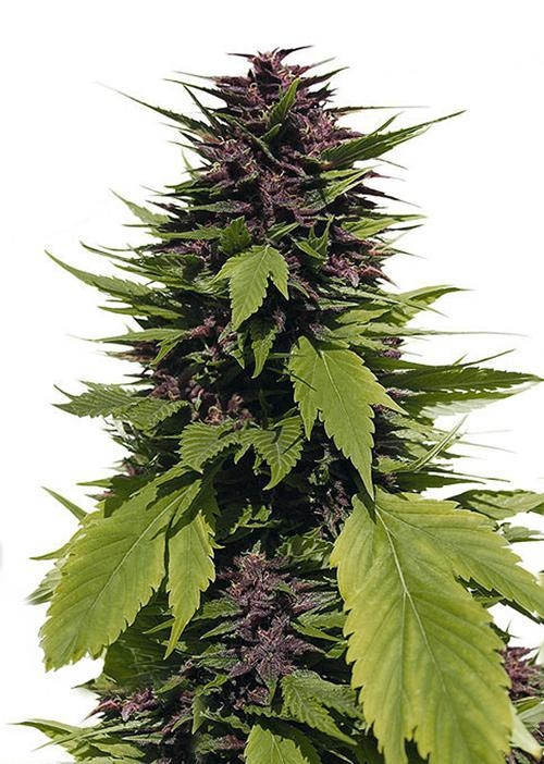 Top 10 Cannabis-Samen für den Anbau im Gebirge