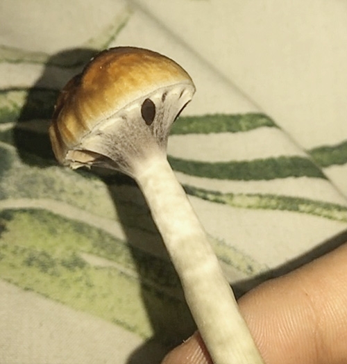 Psilocybe aurumescens