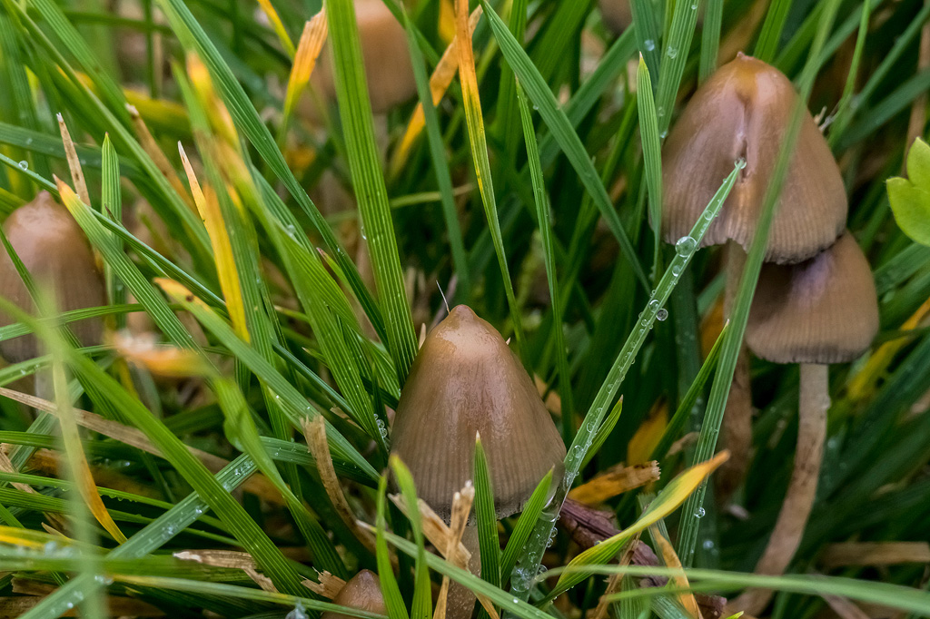 Spitzkegeliger Kahlkopf im Gras