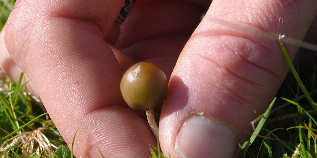 Psilocybe semilanceata Wildpflücken