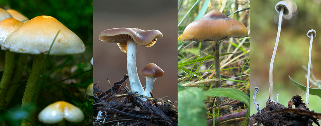 Von links nach rechts: Psilocybe cubensis, Psilocybe cyanescens, Psilocybe azurescens (achte auf die Spitze) und der schlanke weisse Panaeolus cyanescens.