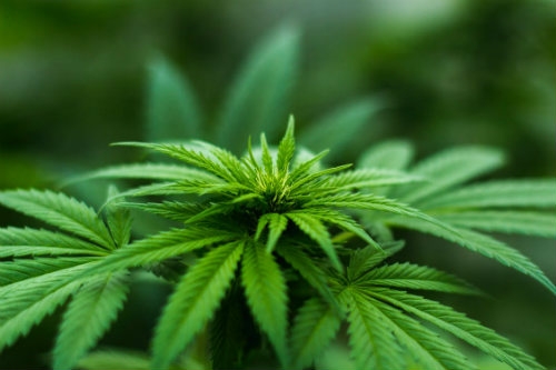 Cannabis Pflanze Dutch Headshop