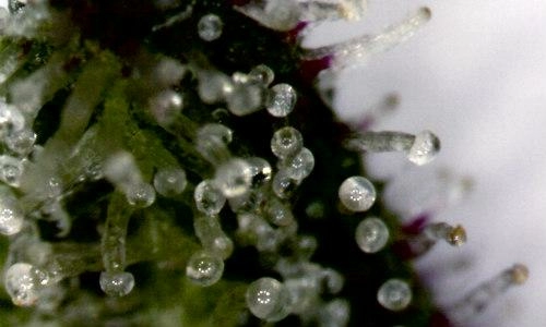 Dutch Headshop Blog Wie Und Wann Cannabis Ernten