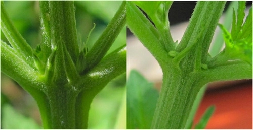 Weiblich oder männlich hanf