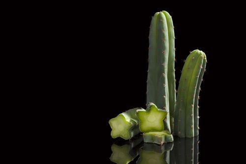 San-Pedro-Kaktus