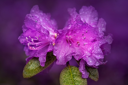 rhododendron grayanotoxines