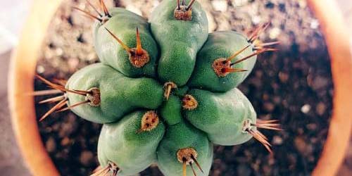 san pedro kaktus pflege