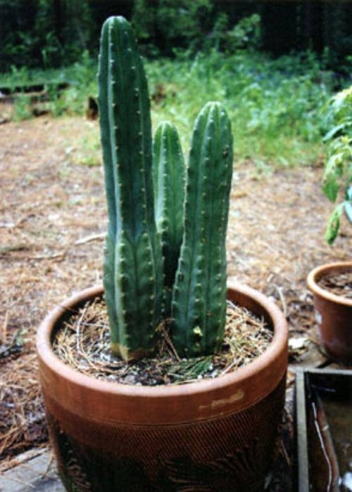 San Pedro Kaktus Samen 