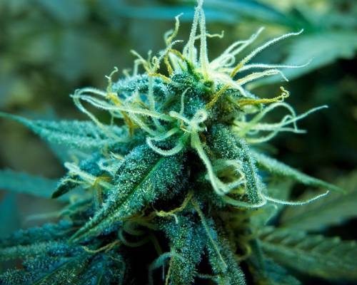 Weibliche Cannabispflanze in Blüte