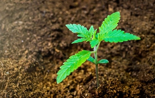 Cannabis Anbau Indoor Anleitung für Anfänger