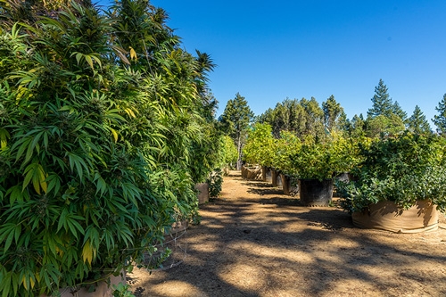 cannabisbaumen california