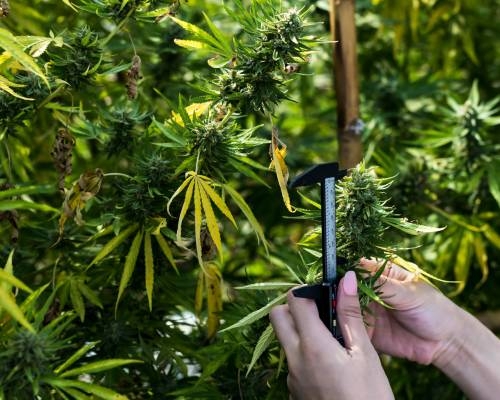 cannabis blüte tipps